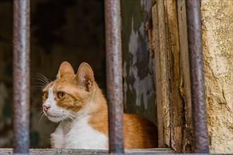 Brown and white adult cat sitting behind metal bars on window of abandoned building in Istanbul,