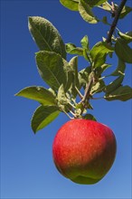 Apple (Malus domestica) tree branch with red fruit in late summer, Quebec, Canada, North America