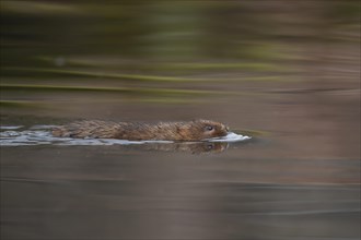 Water vole (Arvicola amphibius) adult animal swimming across a river, Derbyshire, England, United