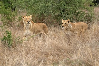 Lion (Panthera leo), adult, female, two females, stalking, vigilant, Sabi Sand Game Reserve, Kruger