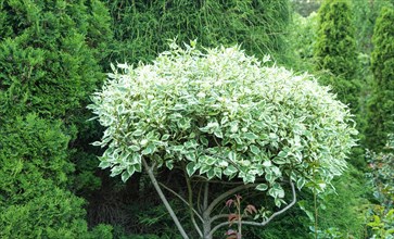 Variegated Dogwood (Cornus alba) ornamental leaves in the garden