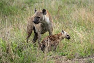 Spotted hyena (Crocuta crocuta), adult, young animal, mother with young animal, social behaviour,