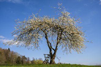 Landscape with a single white blossoming fruit tree in a meadow in spring, the sky is blue, the sun