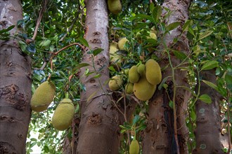 Jackfruit tree (Artocarpus heterophyllus), on a tree, Auroville, near Pondicherry or Puducherry,