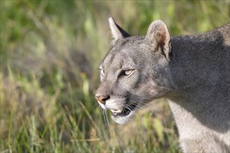 Cougar (Cougar concolor), silver lion, mountain lion, cougar, panther, small cat, animal portrait,