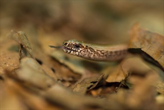 Western slow worm (Anguis fragilis), male, camouflaged between brown leaves on forest floor, with