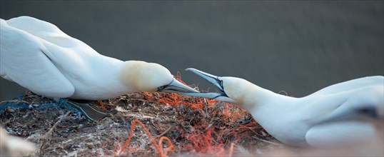 Two northern gannet (Morus bassanus) (synonym: Sula bassana) in their nests, territorial