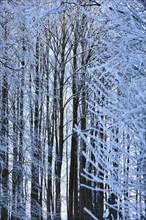 Snow-covered winter forest near Polling an der Ammer. Polling, Paffenwinkel, Upper Bavaria,