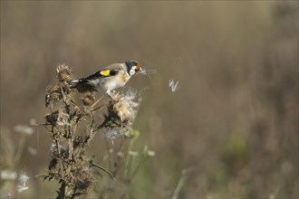 European goldfinch (Carduelis carduelis) adult bird feeding on a Spear thistle seed head,