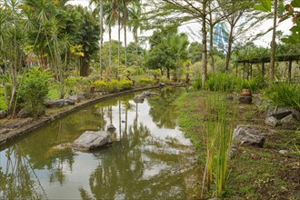 Palm collection in city park in Kuching, Malaysia, tropical garden with large trees, pond with