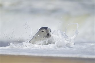 Common or Harbor seal (Phoca vitulina) adult with a wave breaking over it in the sea, Norfolk,