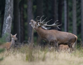Red deer (Cervus elaphus) and hind, red deer standing on a forest meadow, the deer roars, captive,
