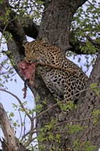 Leopard (Panthera pardus), adult, in tree, with prey, Sabi Sand Game Reserve, Kruger NP, Kruger