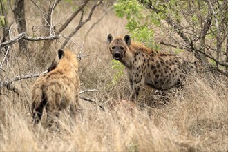 Spotted hyena (Crocuta crocuta), adult, two hyenas, observed, alert, Sabi Sand Game Reserve, Kruger