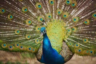 Indian peafowl (Pavo cristatus) doing a cartwheel, spreading its feathers, eyes, France, Europe