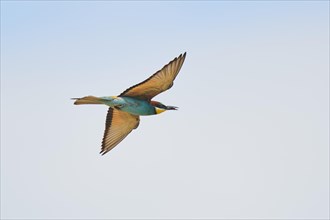 European bee-eater (Merops apiaster) flying in the sky, hunting, France, Europe