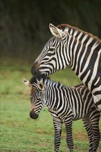 Plains zebra (Equus quagga) mother with foal in the dessert, captive, distribution Africa