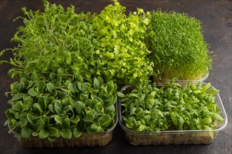 Set of boxes with microgreen sprouts of spinach, carrot, chrysanthemum, borage, mizuna cabbage on