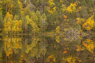 Lake Kutjorna, Lofoten. Autumn forest reflected in the lake