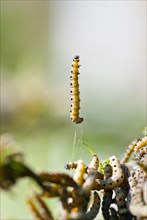 Caterpillar of the european spindle (Euonymus europaeus) or common spirea, macro photo, close-up,