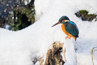 Common kingfisher (Alcedo atthis) sitting on a snow-covered branch, winter, Hesse, Germany, Europe