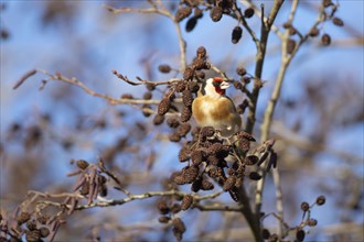 European goldfinch (Carduelis carduelis) adult bird in an Alder tree, Suffolk, England, United
