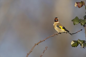 European goldfinch (Carduelis carduelis) adult bird on a tree branch, Suffolk, England, United