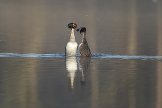 Great crested grebe (Podiceps cristatus) two adult birds performing the weed dance during their