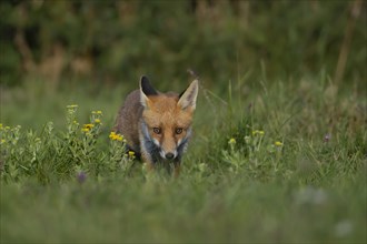 Red fox (Vulpes vulpes) juvenile cub walking through a summertime grassland, with flowering