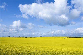 Rapeseed field, rapeseed (Brassica napus) in bloom, blue sky, white clouds, Thuringia, Germany,