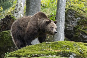 Brown bear (Ursus arctos) standing on a rock overgrown with moss, captive, Germany, Europe