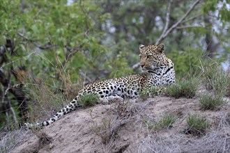 Leopard (Panthera pardus), adult, observed, alert, lying, on ground, Sabi Sand Game Reserve, Kruger
