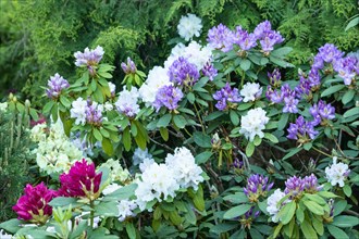 Beautiful azalea flowers of white and blue color with green leaves in the garden. rhododendron