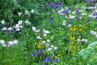 Beautiful columbine or aquilegia flowers of blue and white color in the garden