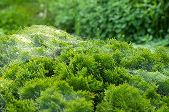 Thuja Occidentalis, western red cedar shrub with beautiful spider net in sunlight in the garden,