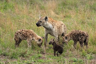 Spotted hyena (Crocuta crocuta), adult, young, mother with young, group, social behaviour, Kruger