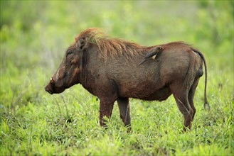 Warthog, (Phacochoerus aethiopicus), with red beak Oxpecker, (Buphagus erythrorhynchus), adult,