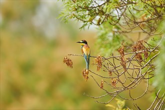 European bee-eater (Merops apiaster) sitting on a branch, France, Europe