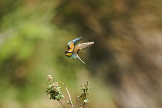 European bee-eater (Merops apiaster) starting from a branch, France, Europe
