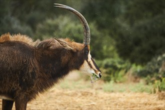 Sable antelope (Hippotragus niger), portrait, in the dessert, captive, distribution Africa