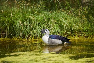 Knob-billed duck (Sarkidiornis melanotos) standing in the water, captive