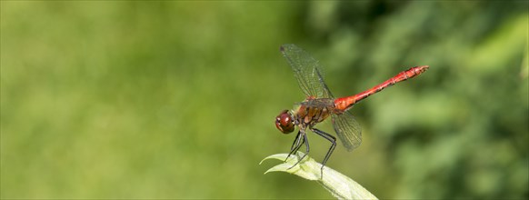Ruddy darter (Sympetrum sanguineum), mature male, sitting on willow leaves (Salix) in the sun,