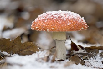 Fly agaric in winter