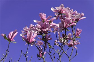 Magnolias (Magnolia), blossom, Baden-Wuerttemberg, Germany, Europe