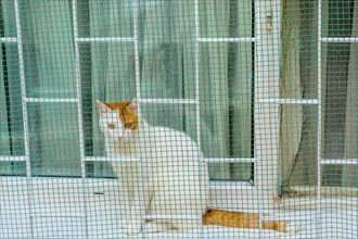 White and brown cat sitting on windowsill behind green wire enclosure in Istanbul, Tuerkiye