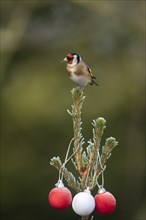 European goldfinch (Carduelis carduelis) adult bird on a frost covered Christmas tree, Suffolk,