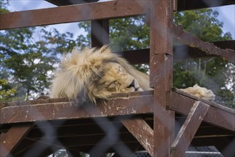 White Lion (Panthera leo) photographed in captivity through wire mesh fence, Quebec, Canada, North