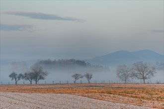 Morning calm in the lowlands in the winter months. Bas-Rhin, Alsace, Grand Est, France, Europe
