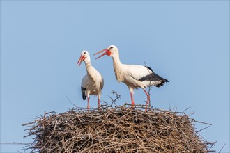 White stork (Ciconia ciconia) in the mating season in early spring, Bas-Rhin, Alsace, Grand Est,