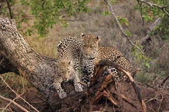 Leopard (Panthera pardus), adult, pair, alert, on tree trunk, Sabi Sand Game Reserve, Kruger NP,